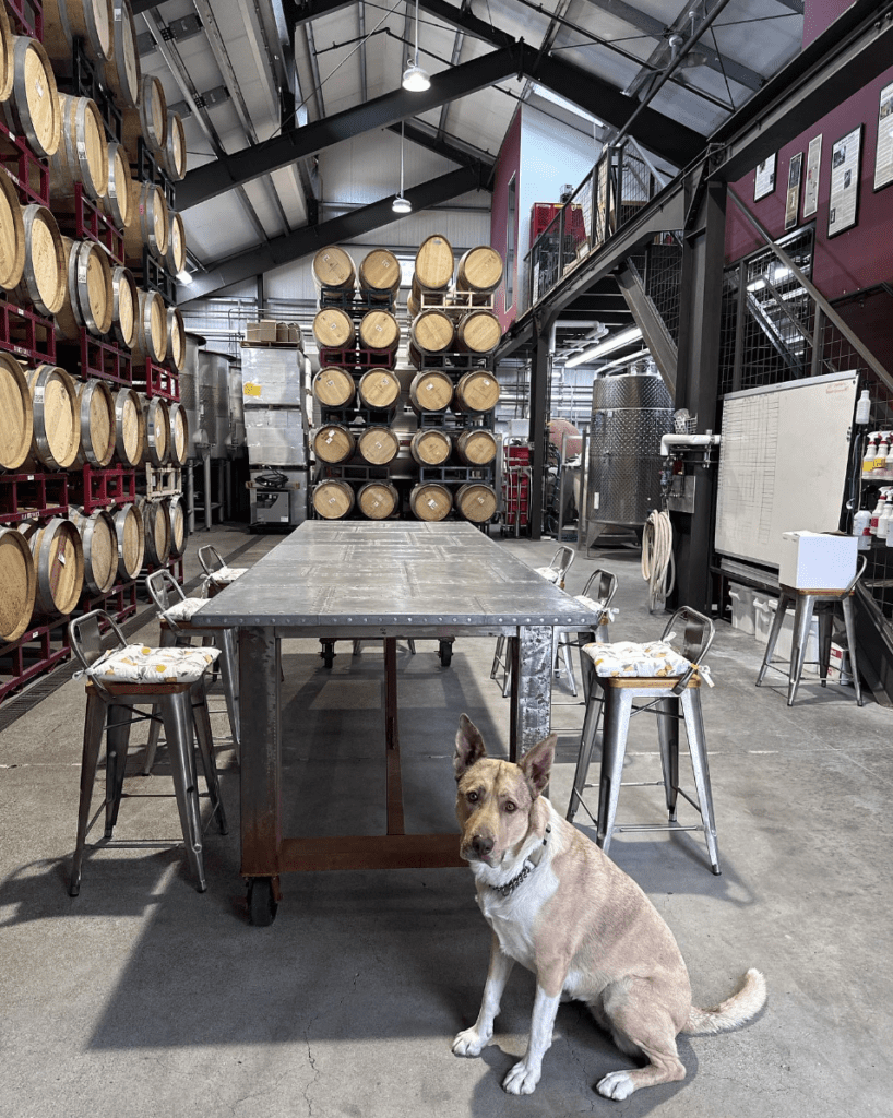 dog sitting inside winery with barrels